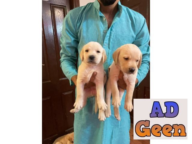 used Male female puppy available for sale Labrador for sale 